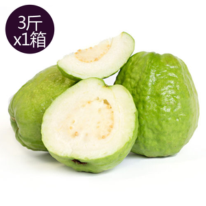 果之家高雄燕巢牛奶芭樂珍珠芭樂3台斤(1箱/約3-5顆)