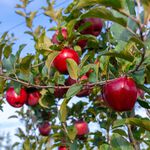 Dazzle apple#90, , large