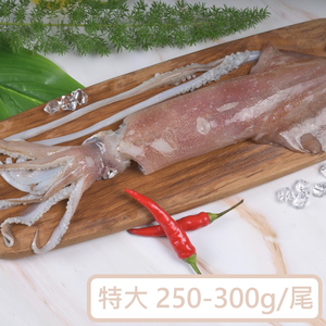 Neritic Squid