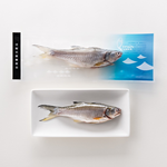 Fourfinger threadfin, , large