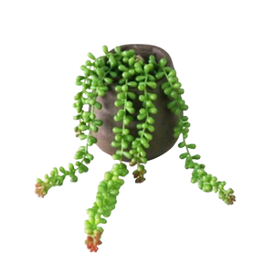 ARTIFICIAL STRING OF BEADS