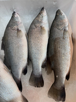 sea ​​bass, , large