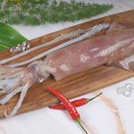 Neritic Squid, , large