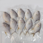 Snubnose Pompano, , large