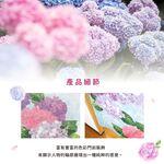 日本製【コスモ】長門簾《繡球花和雨》, , large