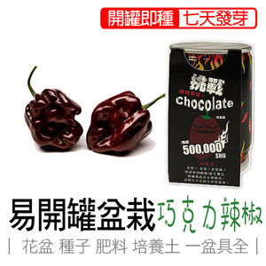 【心安購物】iPlant易開罐盆栽-巧克力辣椒