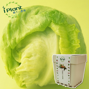 lettuce