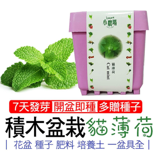 【心安購物】iPlant積木盆栽-貓薄荷