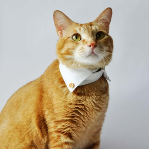 cat collar