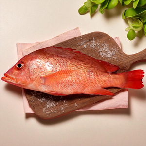 Lutjanus erythropterus
