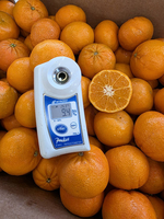 Sugar Mandarin, , large