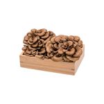 Japanese Maitake, , large