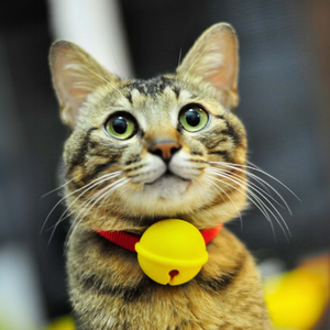 cat bell