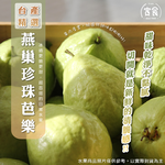 Pearl Guava, , large