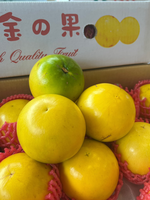 Tamarillo (Golden Fruit), , large