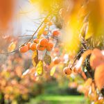 Fuyu persimmon#16, , large