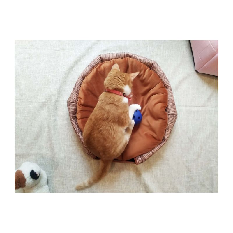Lucky Me for pet, , large
