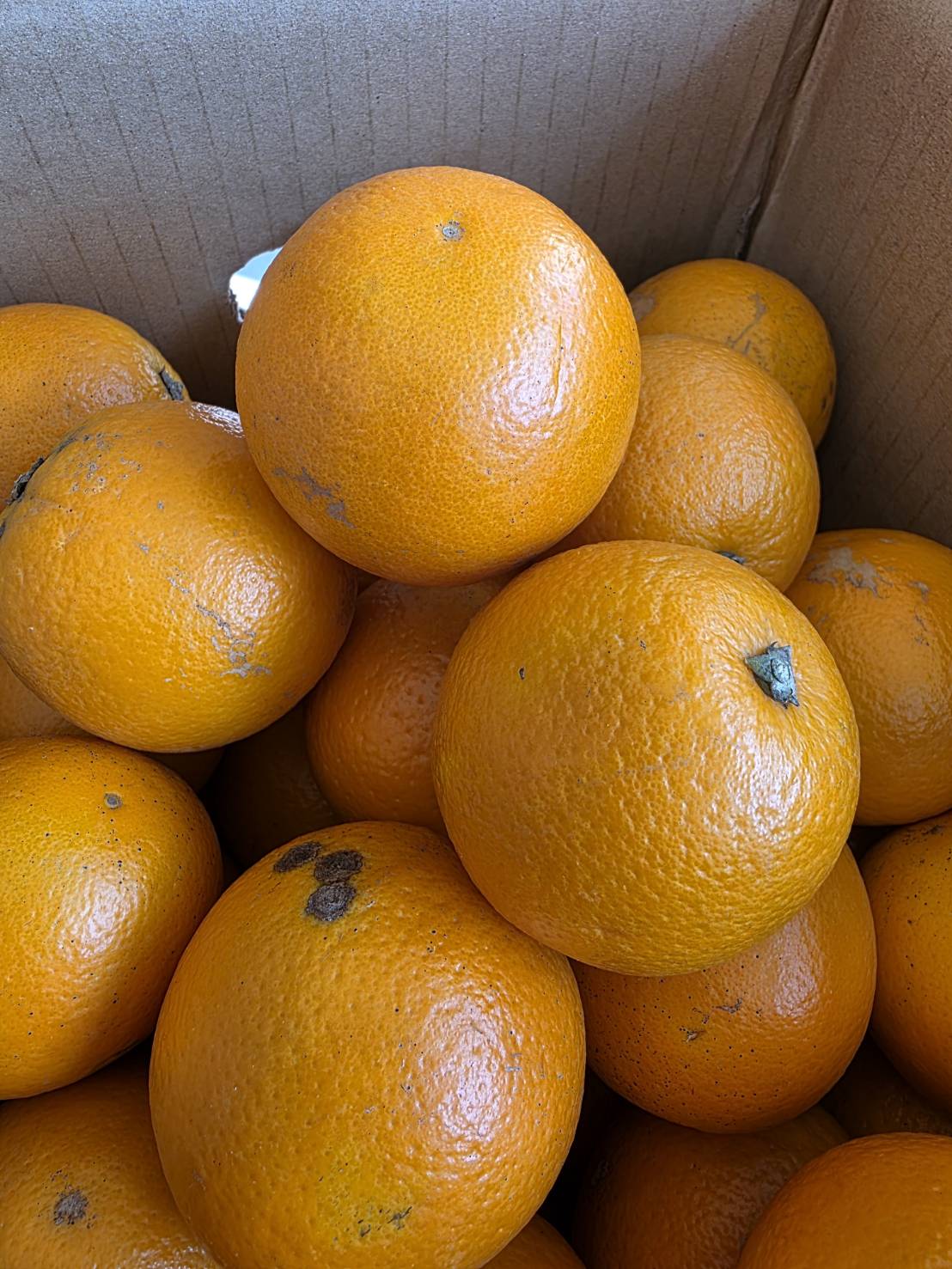 Sweet Orange, , large