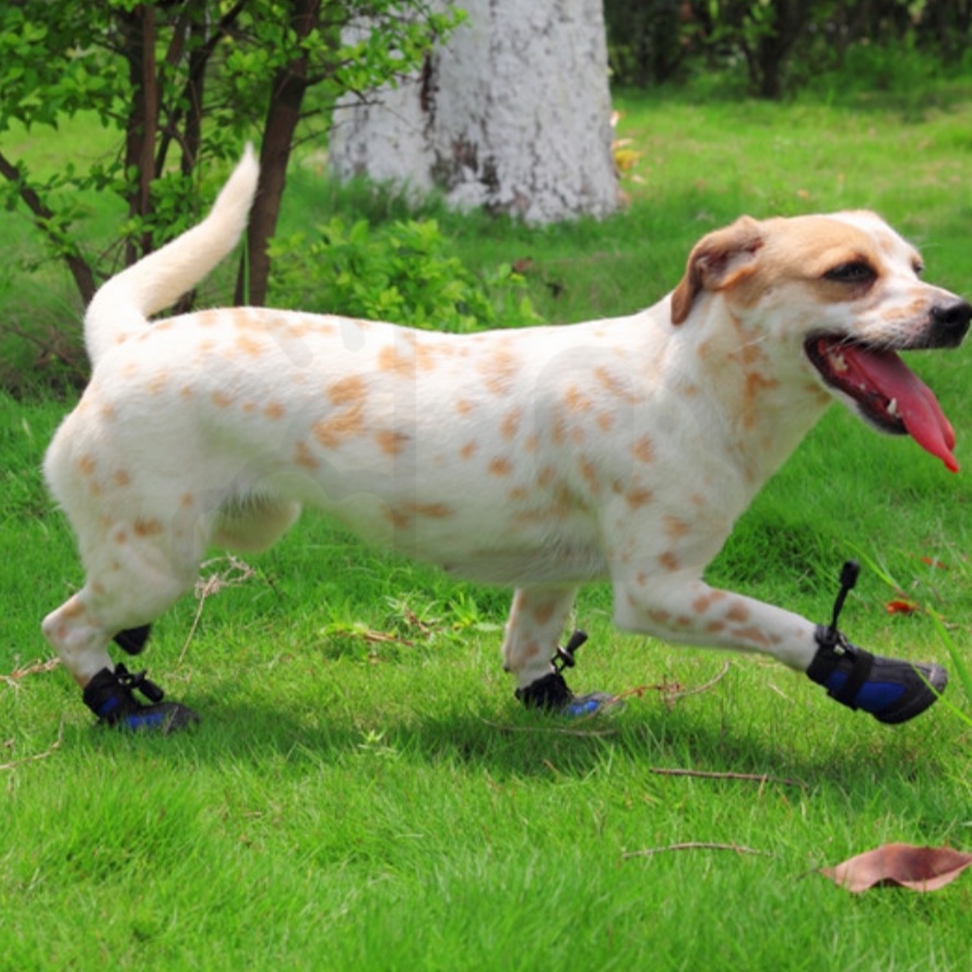 【寵愛生活本舖】寵物中筒拉鍊式縮口休閒犬鞋 不掉 狗鞋 大狗鞋 小狗鞋 寵物鞋, , large