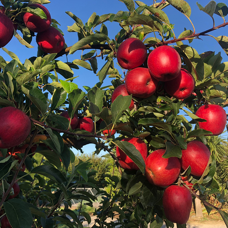 預購免運★7個工作日內出貨【一起買】紐西蘭Organic Gala 有機蘋果, , large