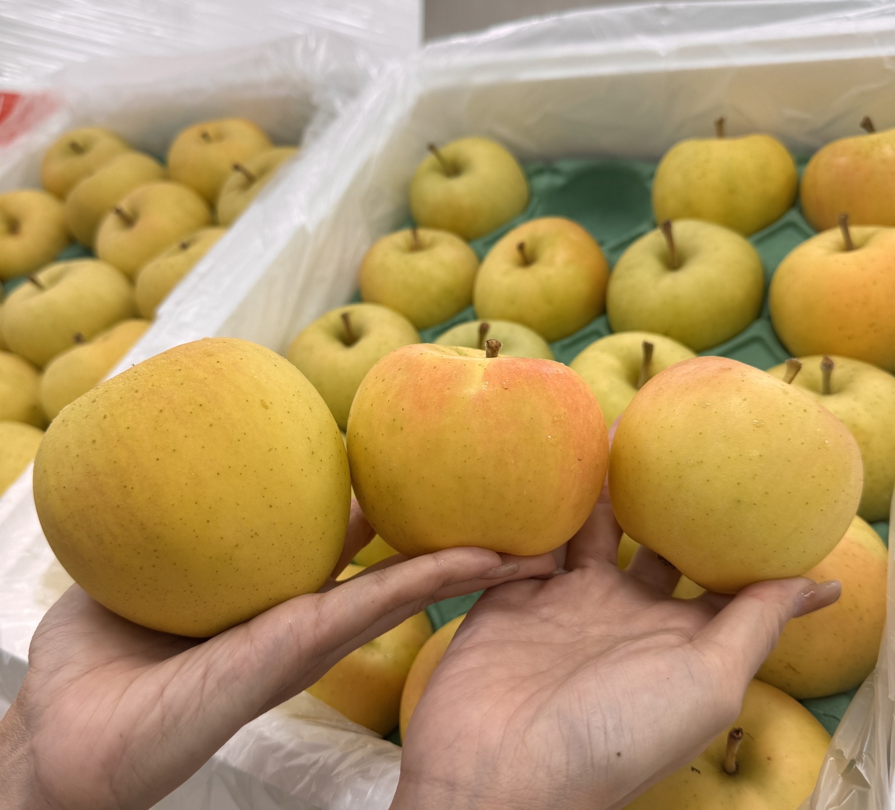 [芯鮮果] 日本青森縣 ( Toki水蜜桃蘋果32A ), , large