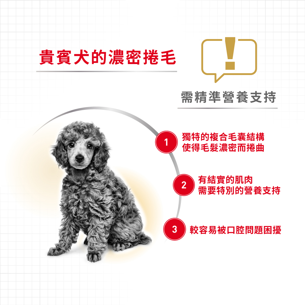 【Royal Canin法國皇家】貴賓成犬PDA, , large