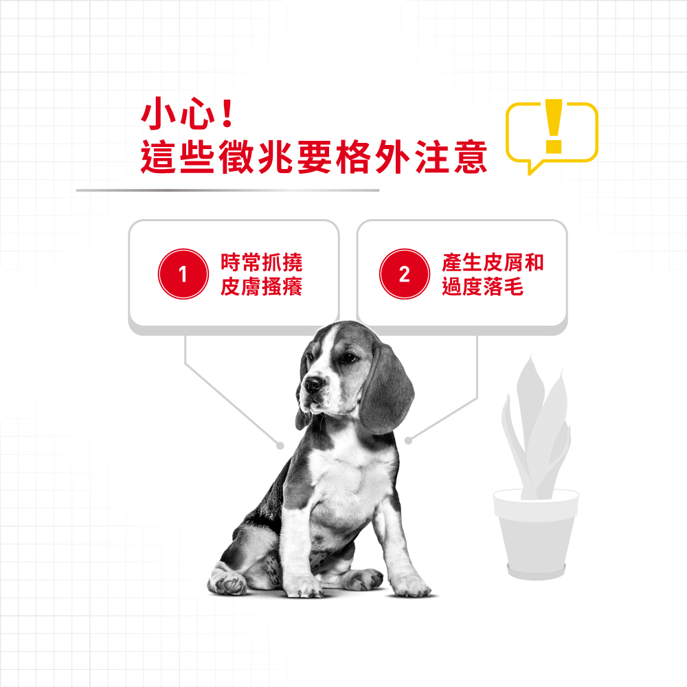 【Royal Canin法國皇家】皮膚保健中型成犬DMM, , large