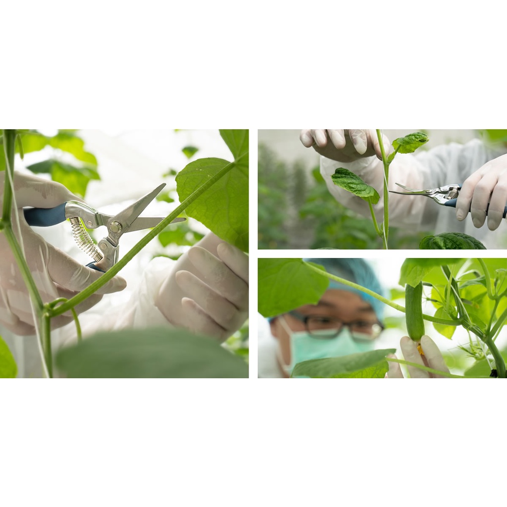 【HOKAS】S520-1長刃芽切剪 (觀葉植物 摘果剪 葡萄剪 盆栽剪刀 採果剪 花藝剪刀  園藝剪 樹枝剪), , large