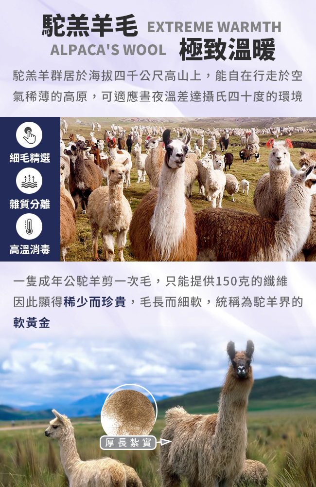 【Hilton 希爾頓】100%頂級金標駝羔羊被2.5公斤, , large