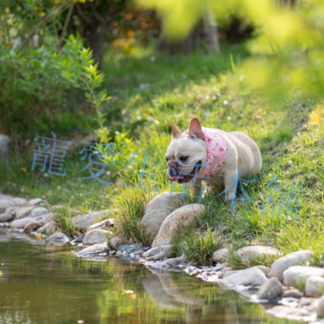 【寵愛生活本舖】-SML號-寵物涼感圍脖 寵物降溫 S、M、L號涼感造型圍脖 寵物冰圍脖, , large