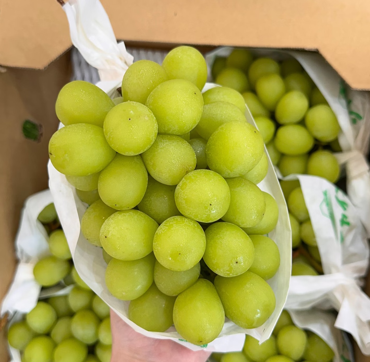 Yamanashi, Japan (Shine Muscat Grapes), , large