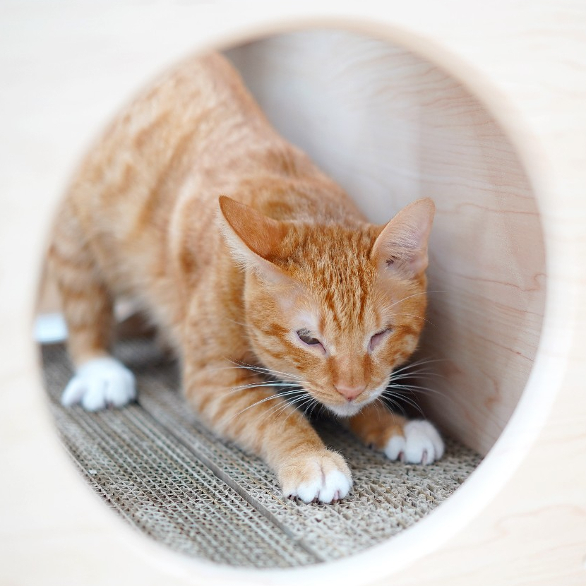 【paipaipets】Cat Scratcher Cardboard - 32, , large