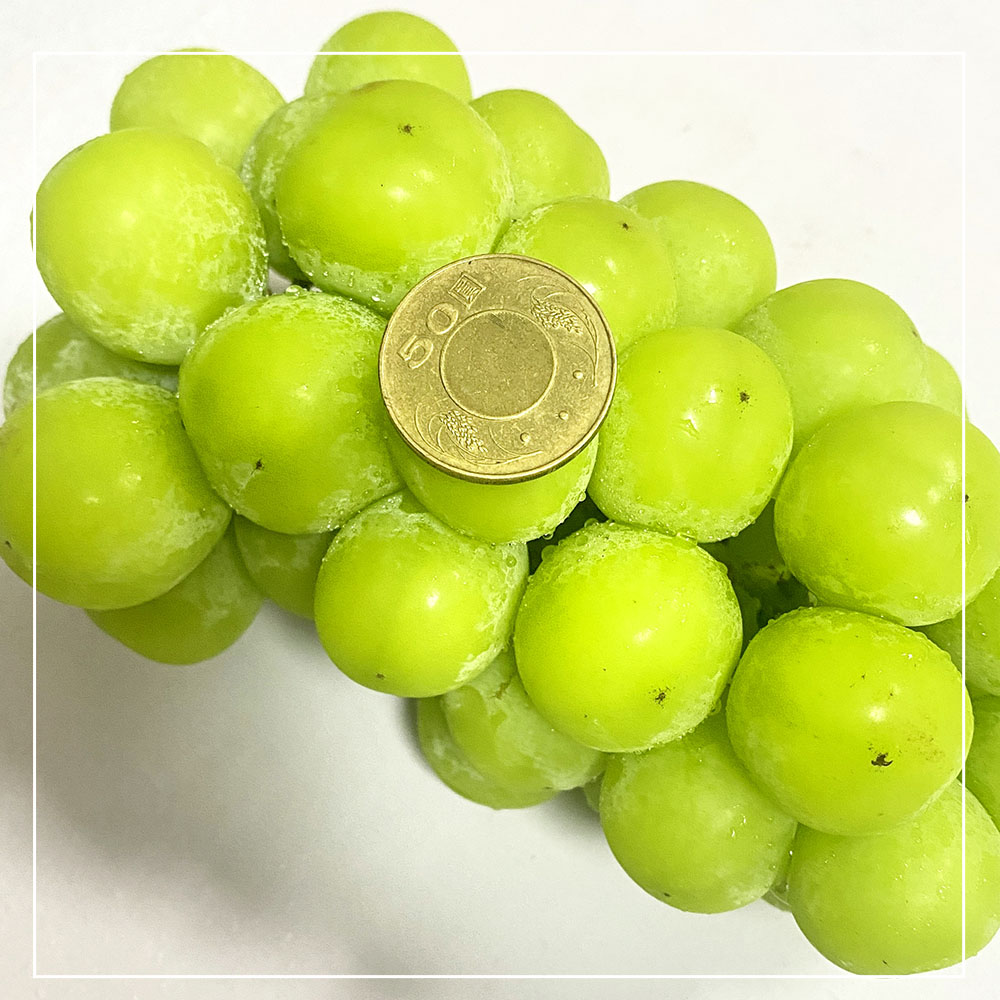 Korean Muscat Grape Gift Box, , large