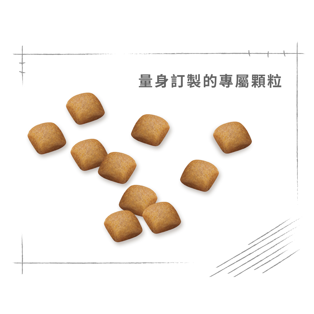 【Royal Canin法國皇家】柴犬成犬S26, , large