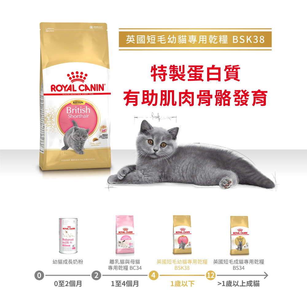 【Royal Canin法國皇家】英國短毛幼貓BSK38, , large