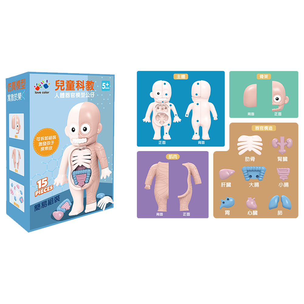 【啾愛你】兒童科教人體器官模型公仔, , large