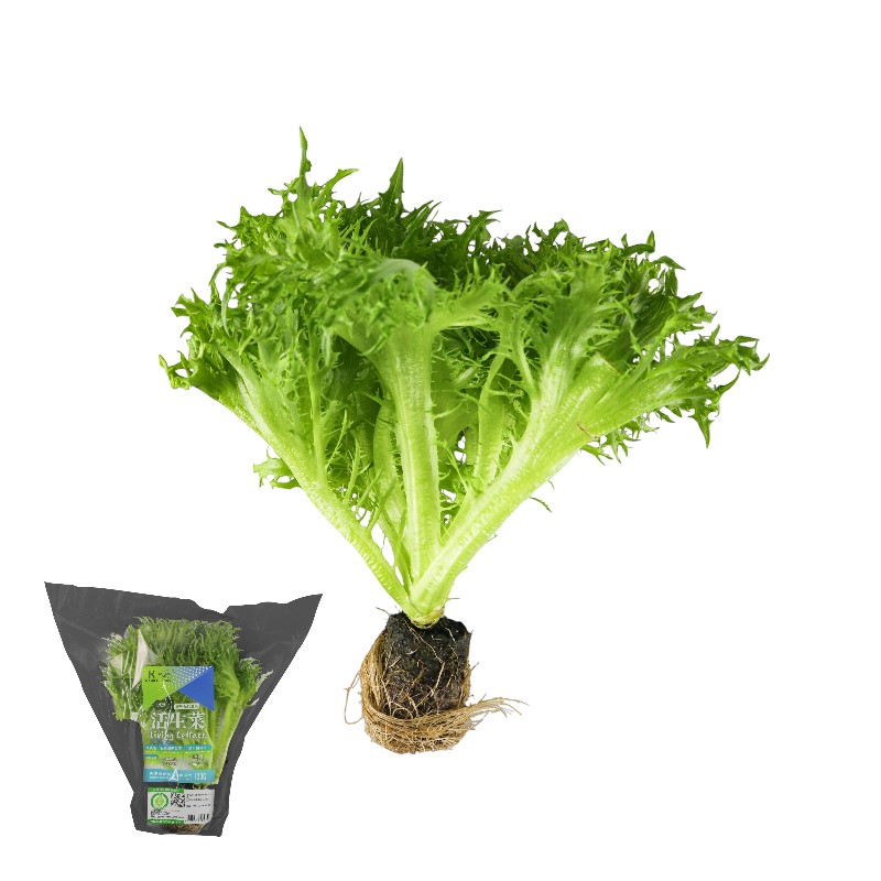 履歷綠火焰活生菜100g/袋