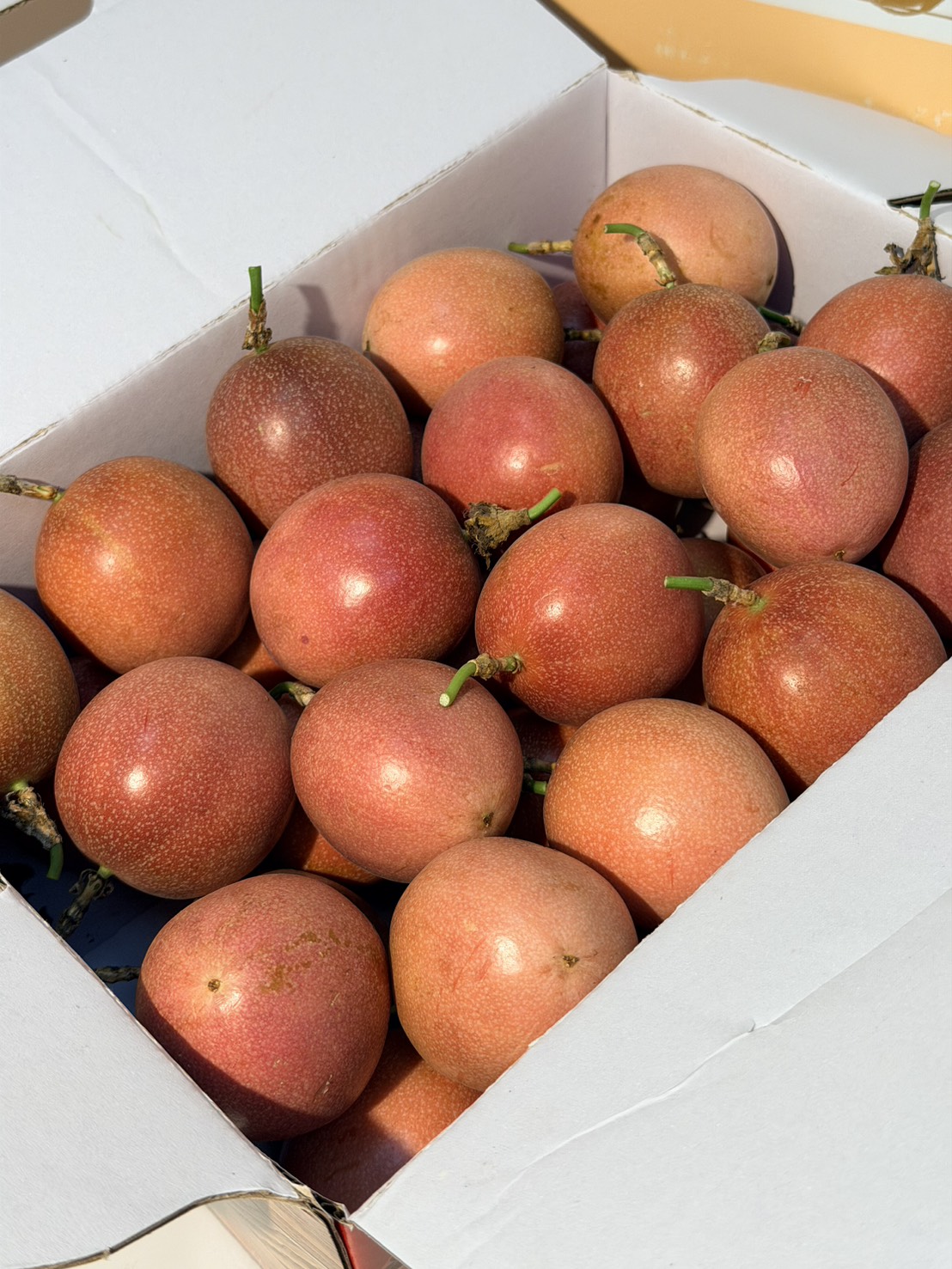 Passion Fruit, , large