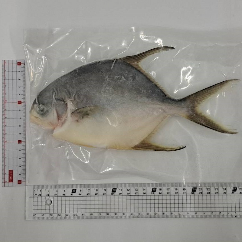 Snubnose Pompano, , large