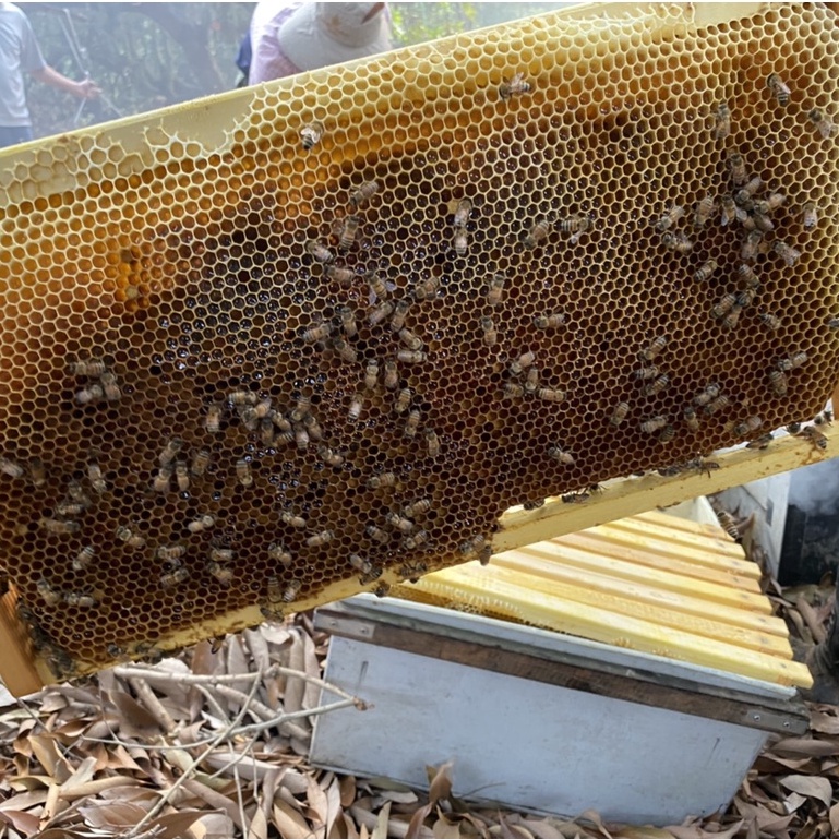 [皇廷] Lychee honey 1800g（CERTIFIED DOCUMENT . TAP）, , large