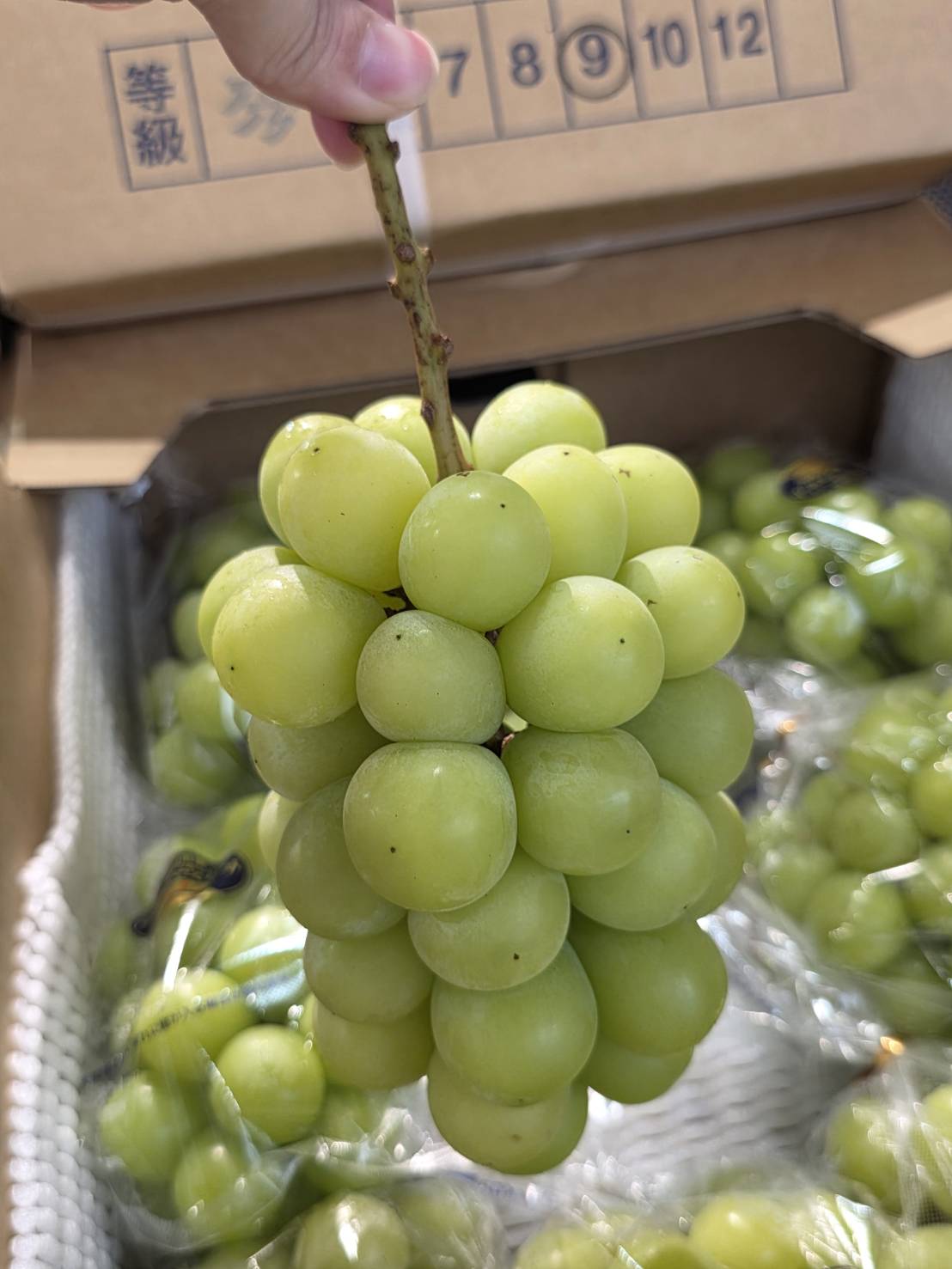 [芯鮮果]日本岡山縣 ( 晴王麝香葡萄 ), , large