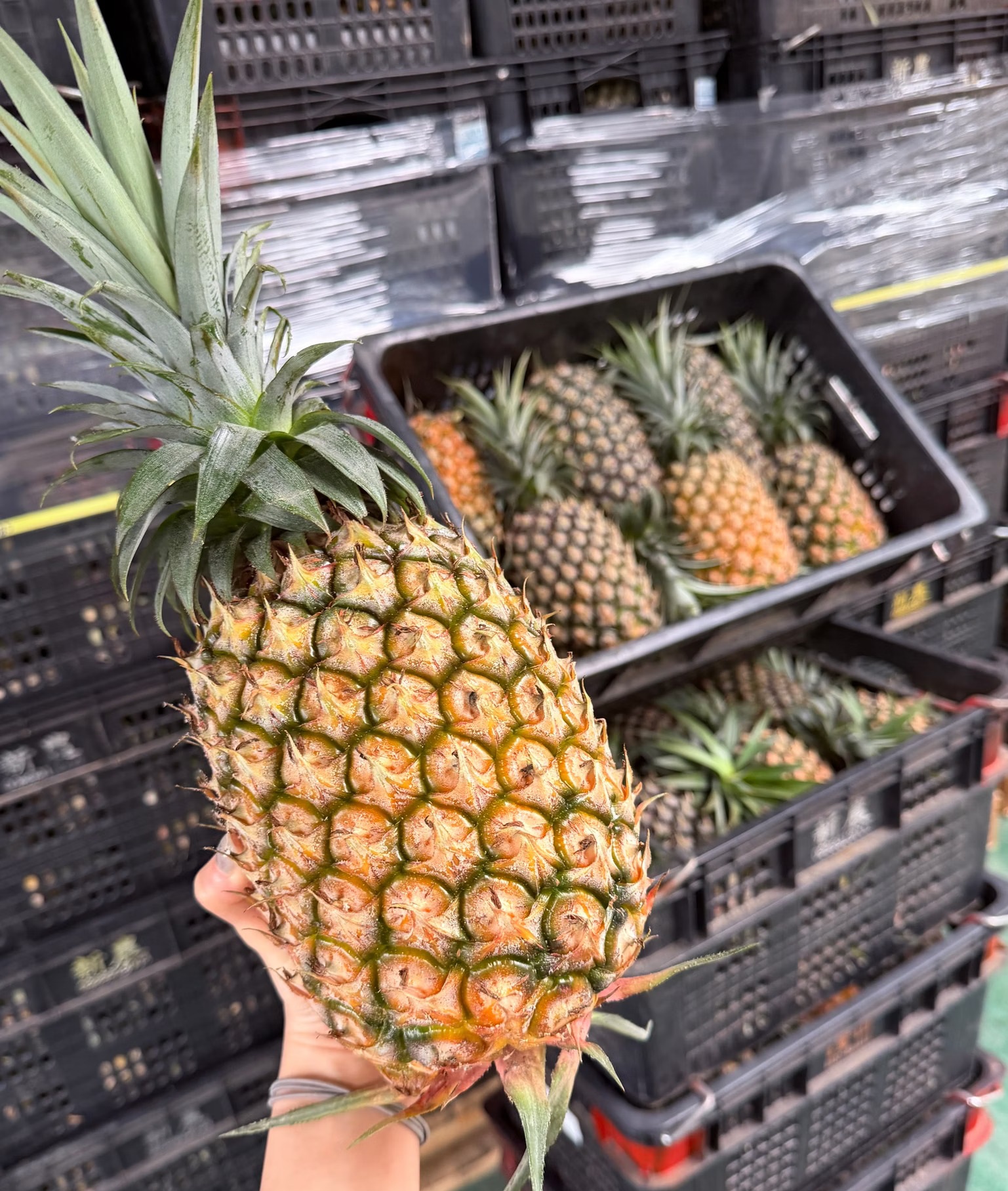 Taiwan Gold Pineapple, , large