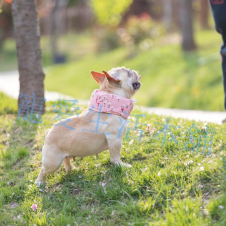 【寵愛生活本舖】-XS號-寵物涼感圍脖 專為迷你寵物訂製款 寵物降溫 XS號造型涼感圍脖 寵物冰圍脖, , large