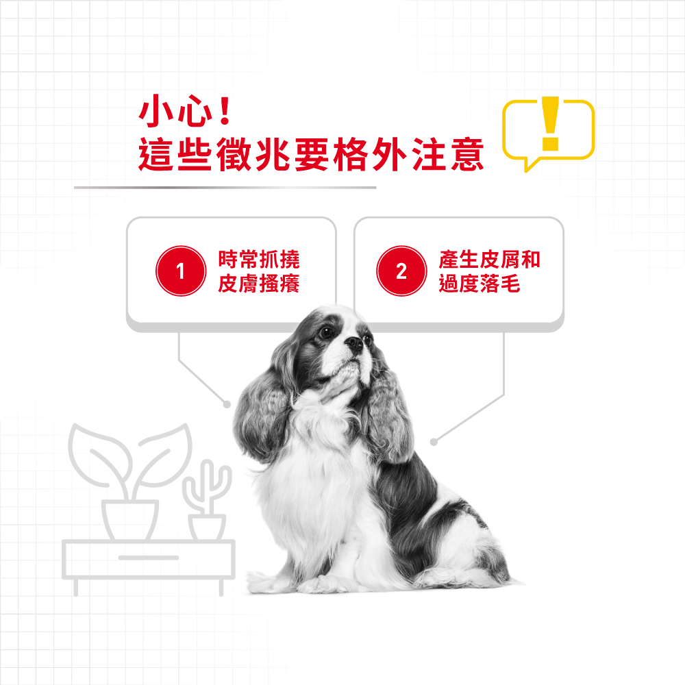 【Royal Canin法國皇家】皮膚保健小型成犬DMMN, , large