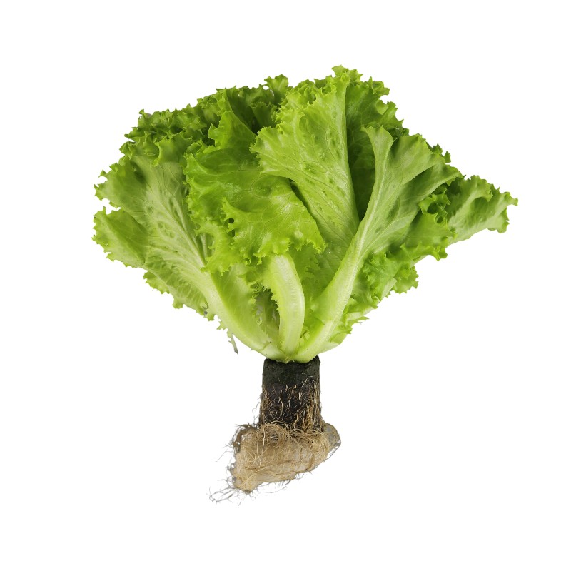 履歷綠皺葉活生菜100g/袋, , large