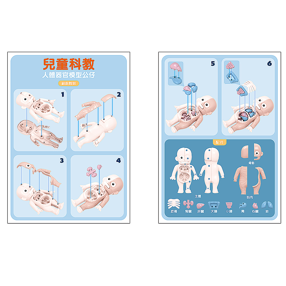 【啾愛你】兒童科教人體器官模型公仔, , large