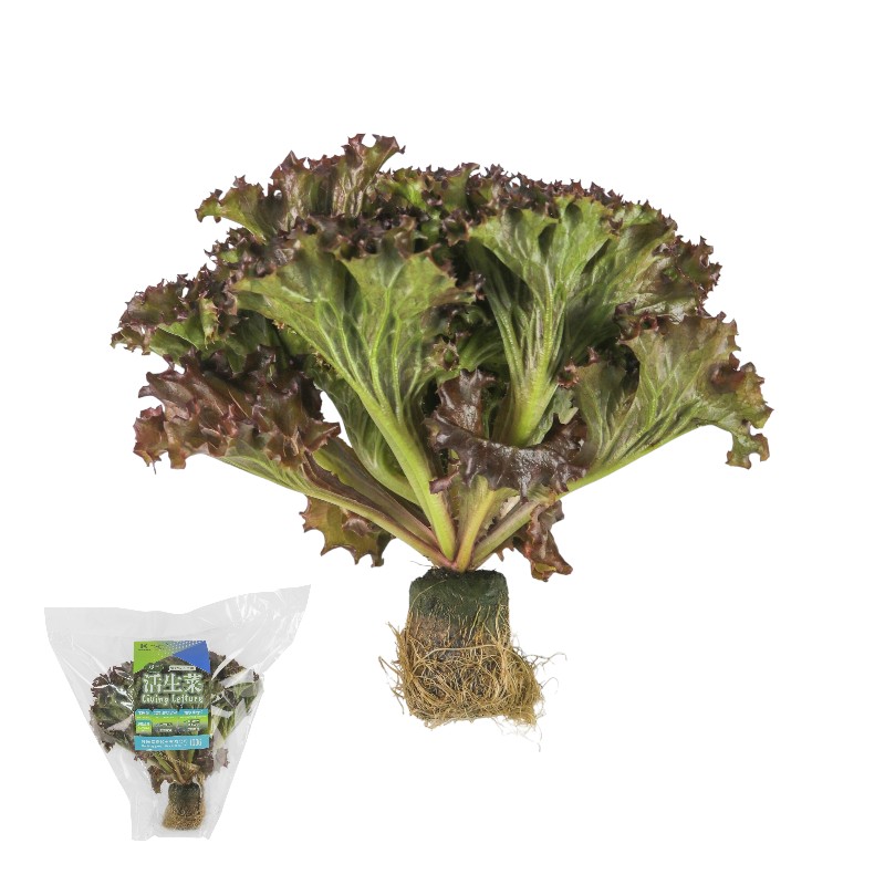 履歷紅捲葉活生菜100g/包