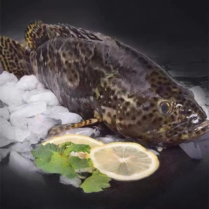 Dragon Tiger Grouper, , large