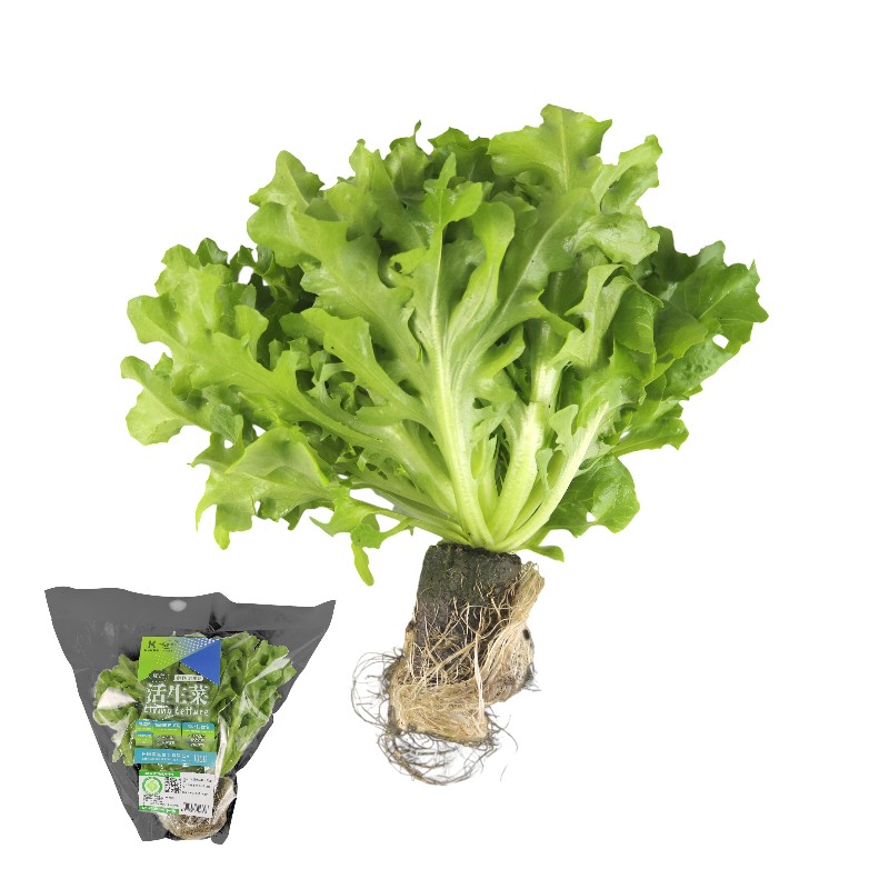 Traceable Green Lollo Rossa Living Lettu, , large