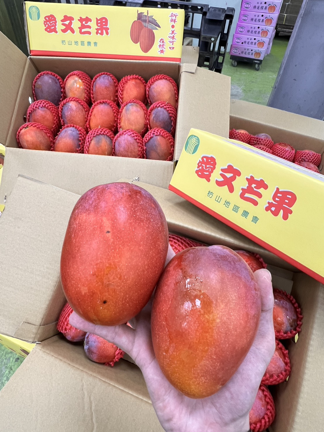 Irwin Mango, , large